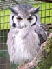 White Faced Owl